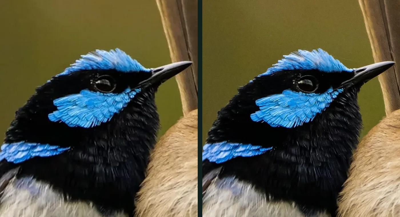 The head of a superb fairy wren twice: on the left from the 1,080-pixel copy Reddit's feed loads, enlarged, with the blue cheek feathers and the black throat soft and smeared; on the right from the 3469 × 4336 upload at the same scale, with each feather and the fine hairs around the eye distinct