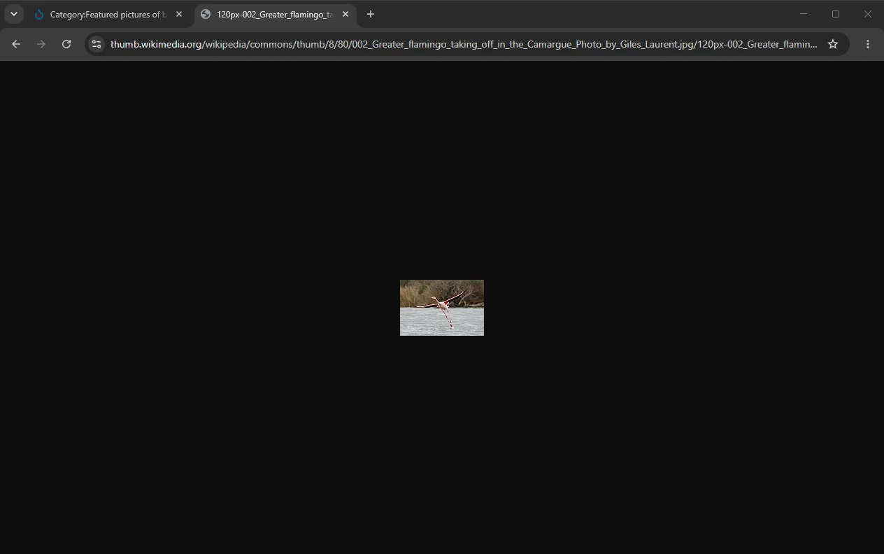 The flamingo thumbnail opened in its own tab in Chrome without an extension: a 120 × 80 image small in the middle of an empty dark window, next to the tab of the Commons gallery it came from