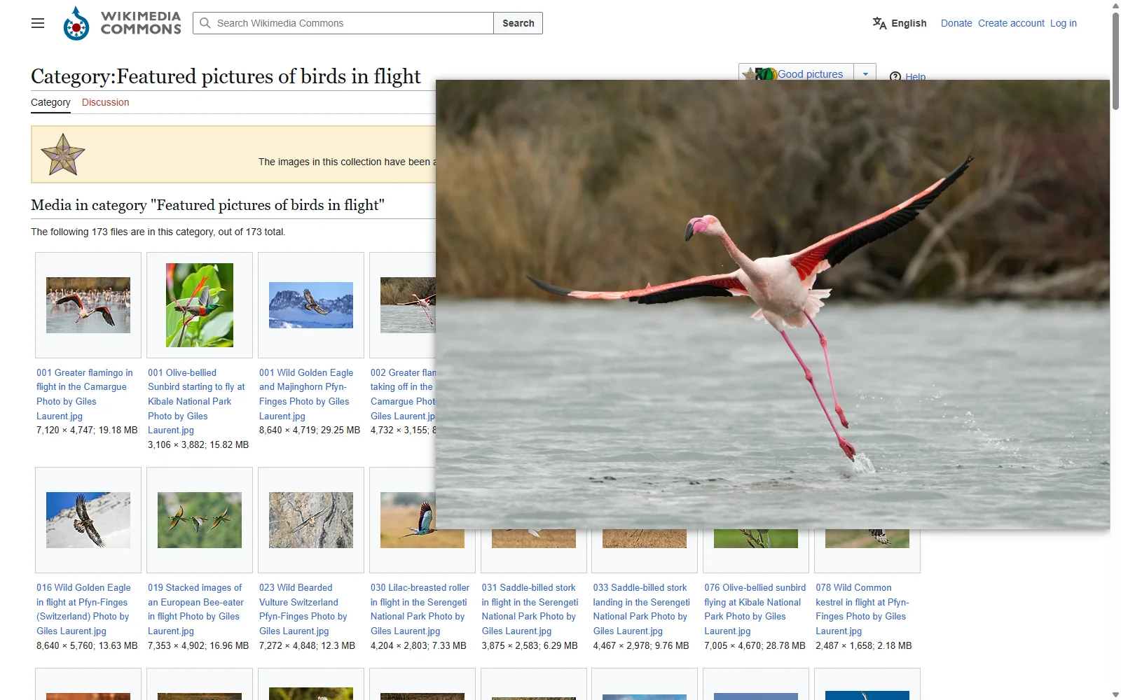 A Wikimedia Commons gallery of featured pictures of birds in flight, with a greater flamingo taking off from the water shown at full size in Bellevue's hover popup beside its small thumbnail