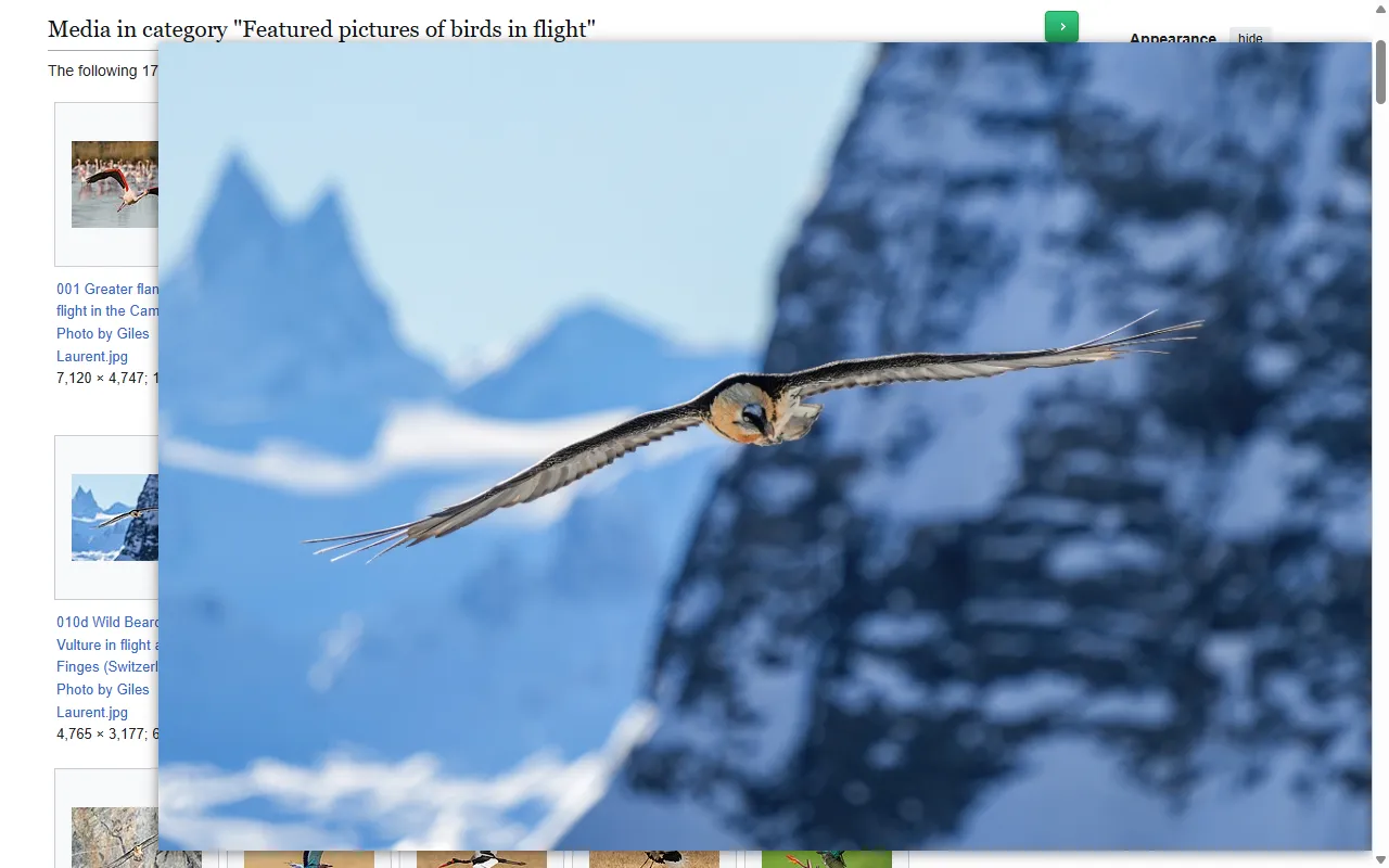 A 120-pixel bird thumbnail in a Wikimedia Commons gallery, shown as the 4765-pixel original in Bellevue's hover popup